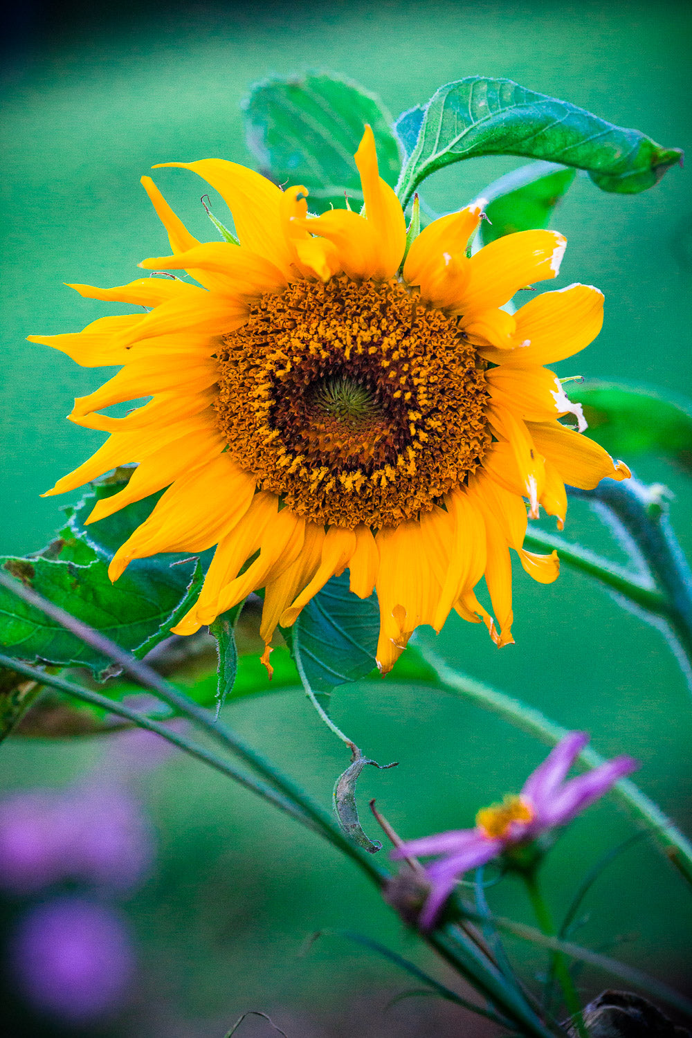 "Sad Sunflower" (Sunflower)
