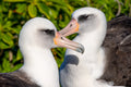 "SeaBird Love" - Kaena Point, Oahu (Shearwater)