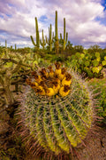 "Saguaro Sunrise 2" - Saguaro National Park, Arizona