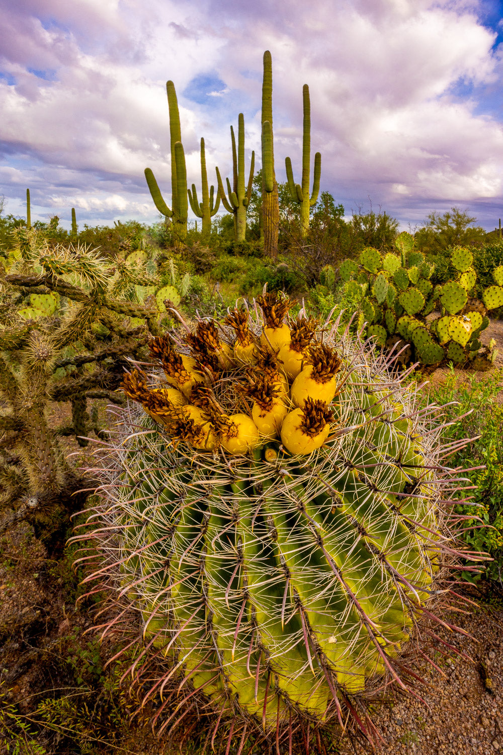 "Saguaro Sunrise 2" - Saguaro National Park, Arizona