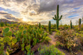 "Saguaro Sunrise" - Saguaro National Park, Arizona