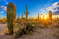 "Saguaro Sunset 2" - Saguaro National Park, Arizona