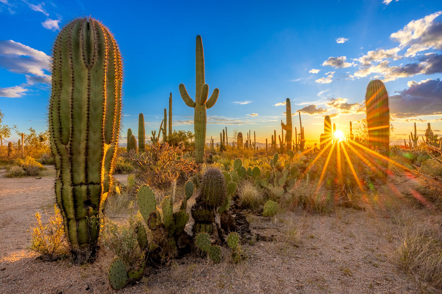 "Saguaro Sunset 2" - Saguaro National Park, Arizona