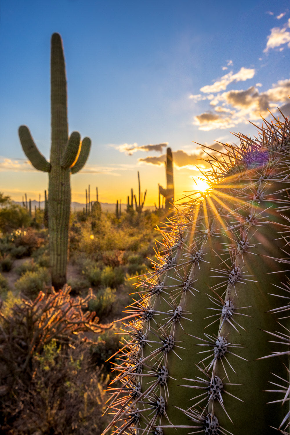 "Saguaro Sunset 3" - Saguaro National Park, Arizona