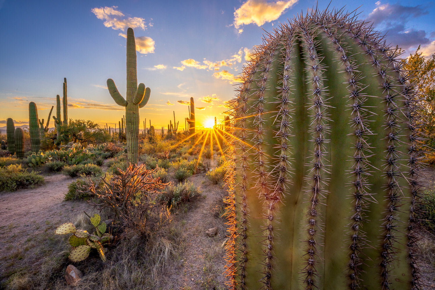 "Saguaro Sunset" - Saguaro National Park, Arizona