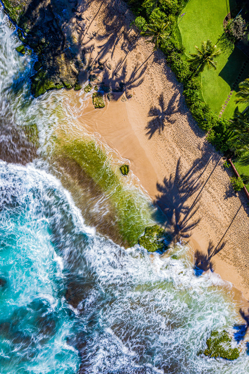 "Shadow Loa" - North Shore, Oahu