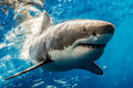 "Shark-A-Lot" - Guadalupe, Mexico (Great White)