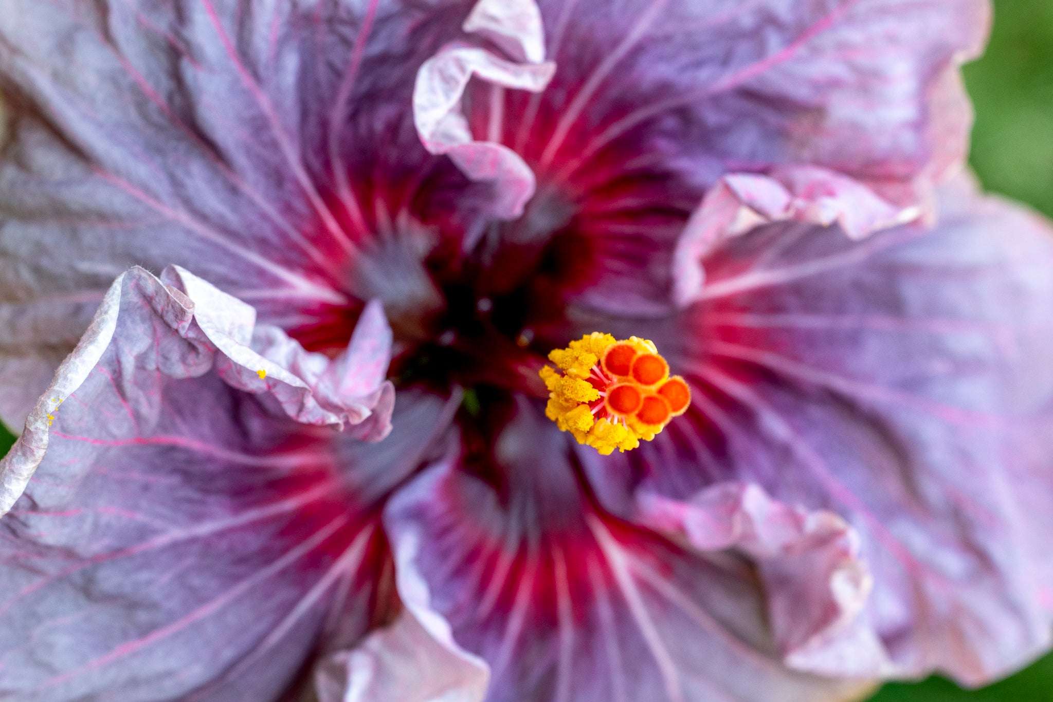 "Sharon's Blues" (Hibiscus)