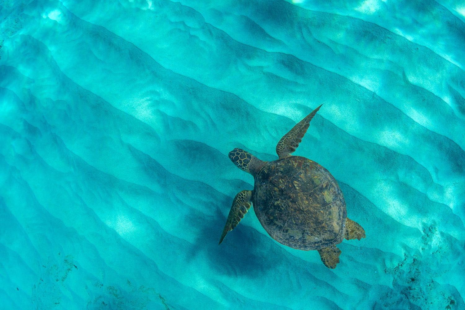 "Shelly Sanderson" - WestSide, Oahu