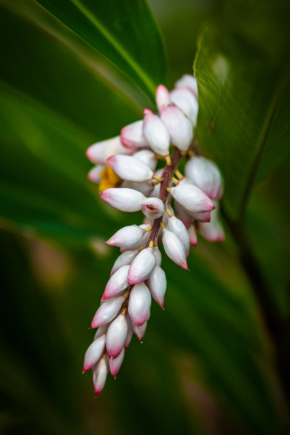 "Shelly" (Shell Ginger)