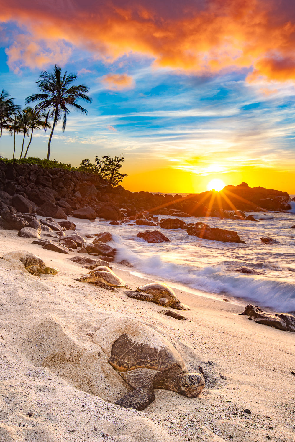 "Sherbet" - North Shore, Oahu