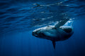 "Show Off" - Vavau, Tonga (Humpback Whale)