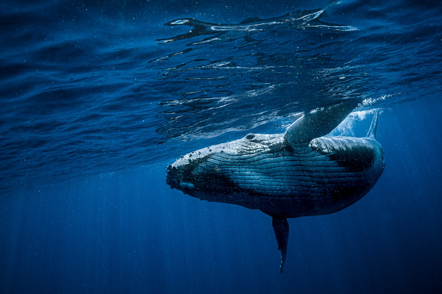 "Show Off" - Vavau, Tonga (Humpback Whale)