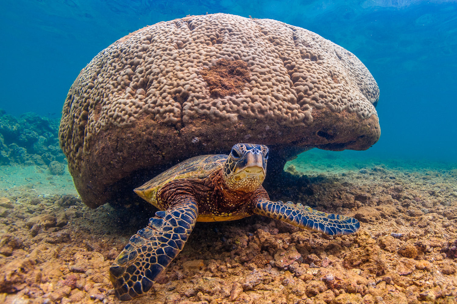 "Shroom" - North Shore, Oahu