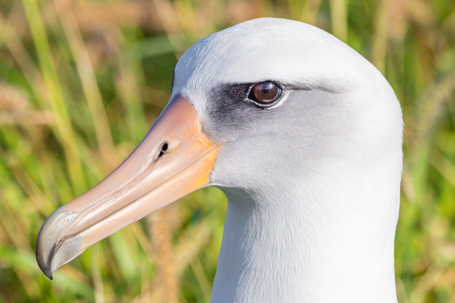 "SideEye" - Kaena Point, Oahu (Shearwater)