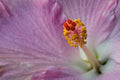 "Silver Memories" (Hibiscus)