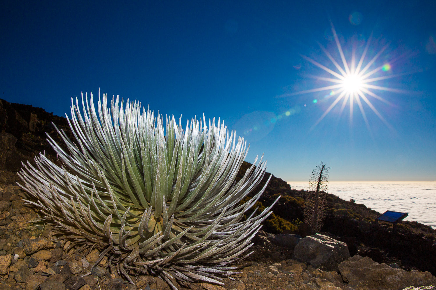 "SilverSword" - Haleakala NP, Maui