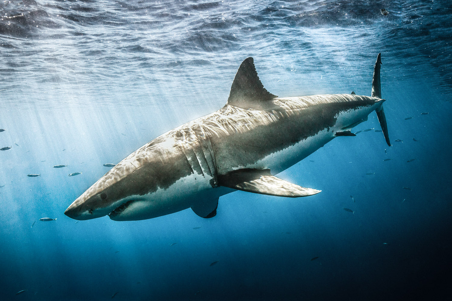 "Slick" - Guadalupe, Mexico (Great White)