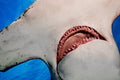"Smiles" - Bimini, The Bahamas (Great Hammerhead)