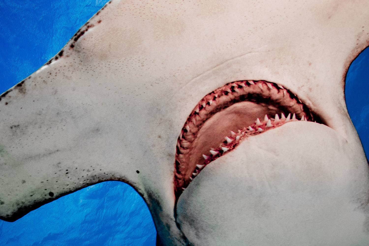 "Smiles" - Bimini, The Bahamas (Great Hammerhead)