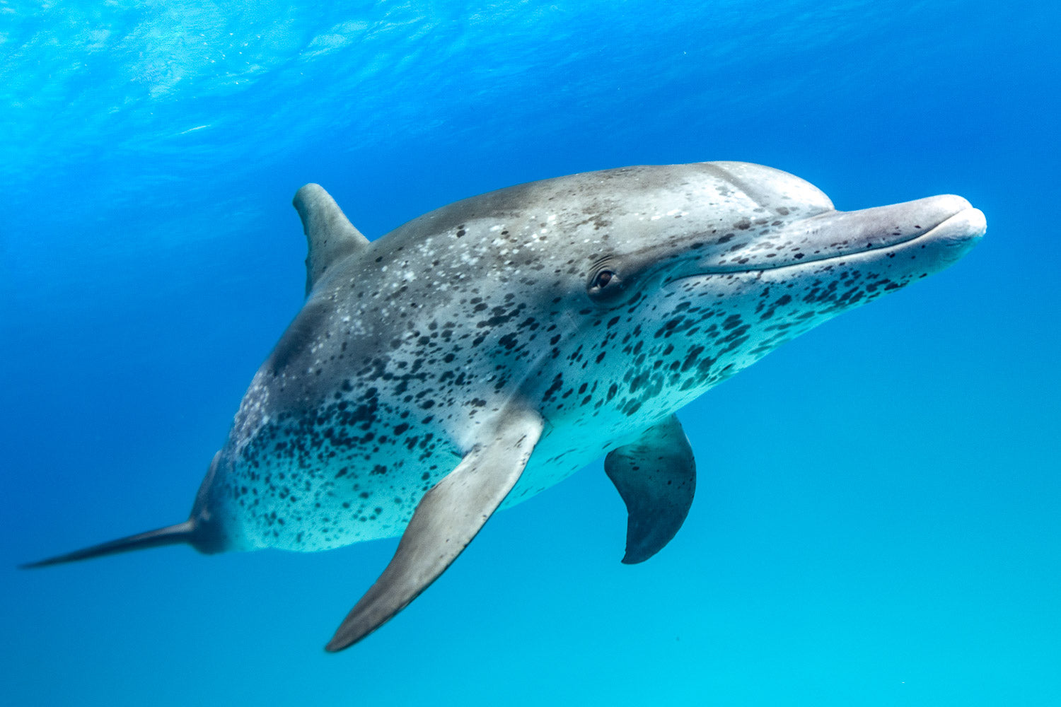 "Smiley Jo" - Bimini, The Bahamas (Atlantic Spotted)