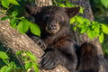 "Sneezy" - Orr, Minnesota (Black Bear)