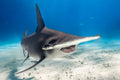 "Snickers" - Bimini, The Bahamas (Great Hammerhead)