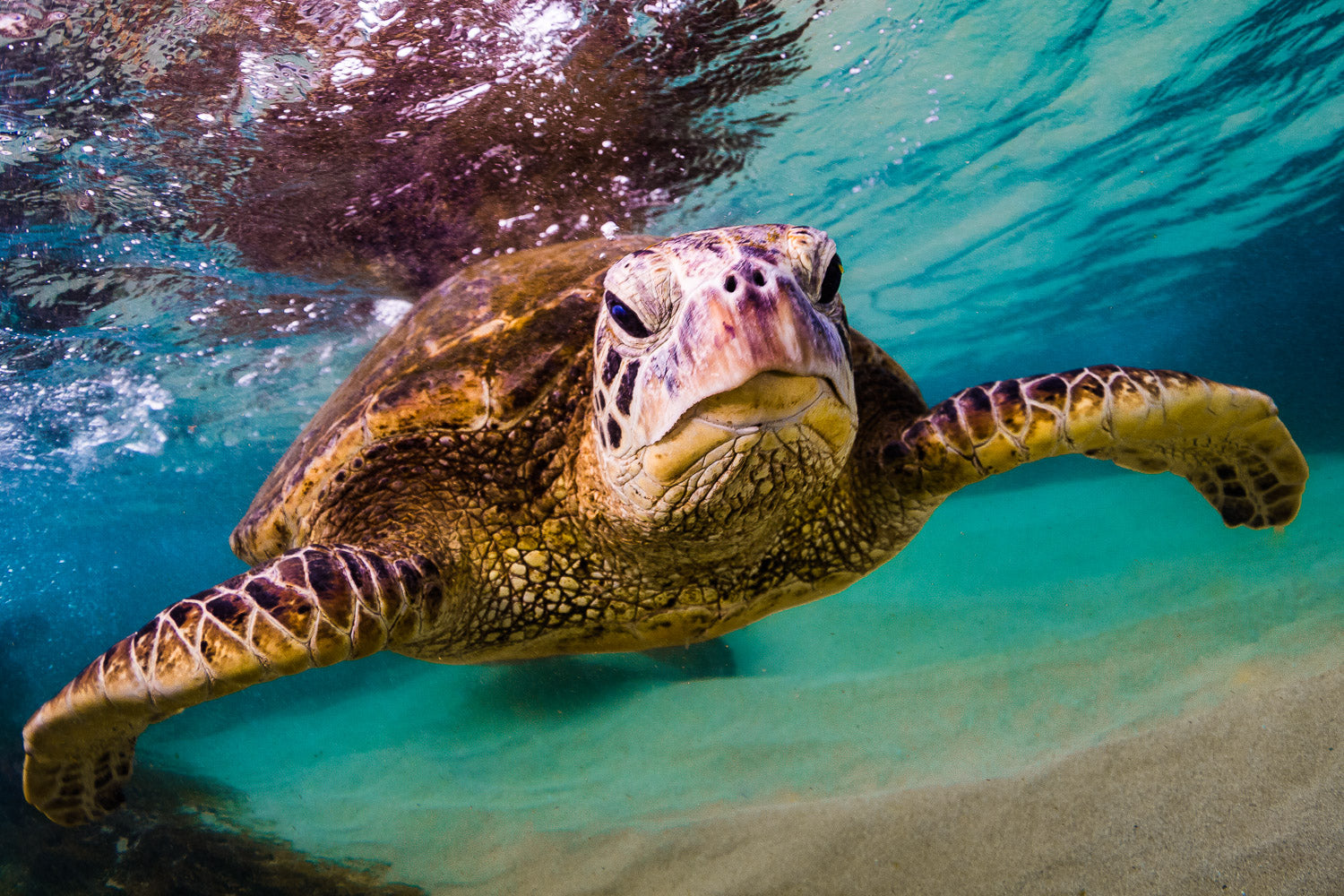 "Snitch" - Haleiwa, Oahu