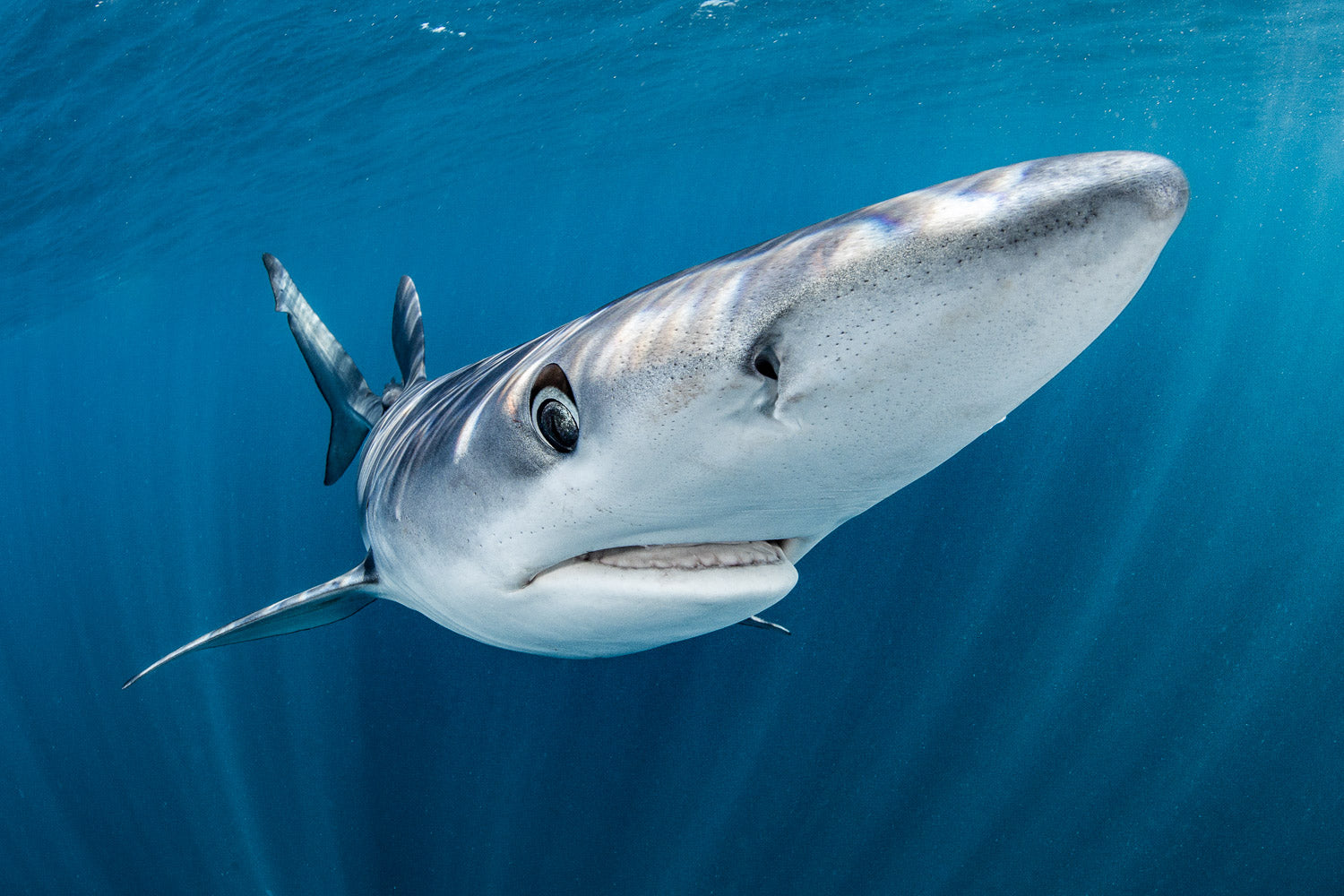 "Snootie Tootie" - Cabo San Lucas, Mexico (Blue Shark)