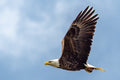 "Soar Like an Eagle" - Lake Vermillion, Minnesota (American Bald Eagle)