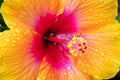 "Social Butterfly" (Hibiscus)