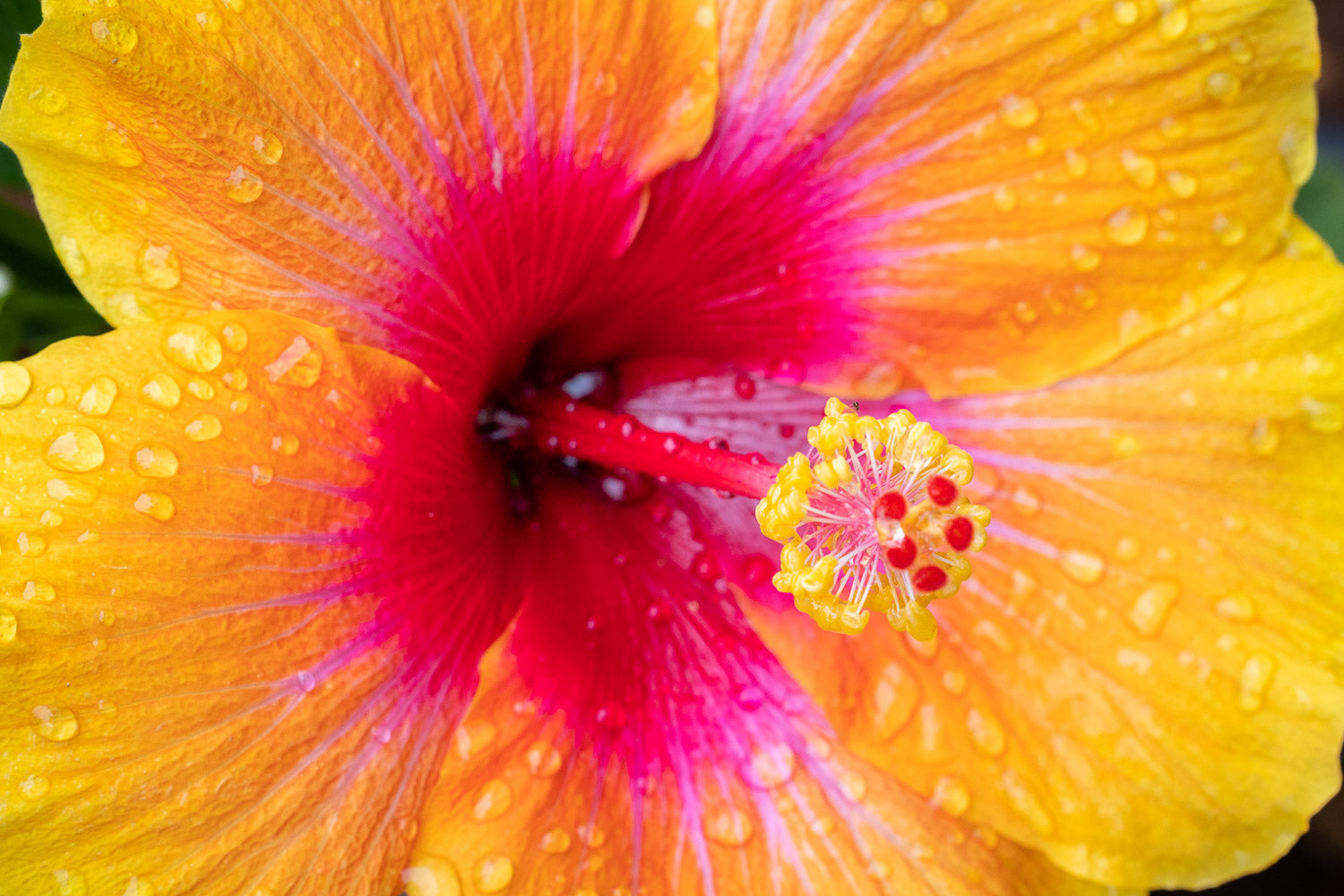 "Social Butterfly" (Hibiscus)