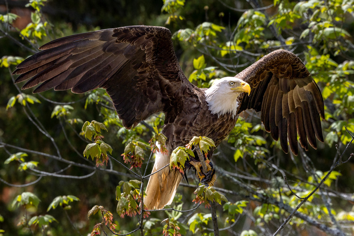 "Span" - Lake Vermillion, Minnesota (American Bald Eagle)