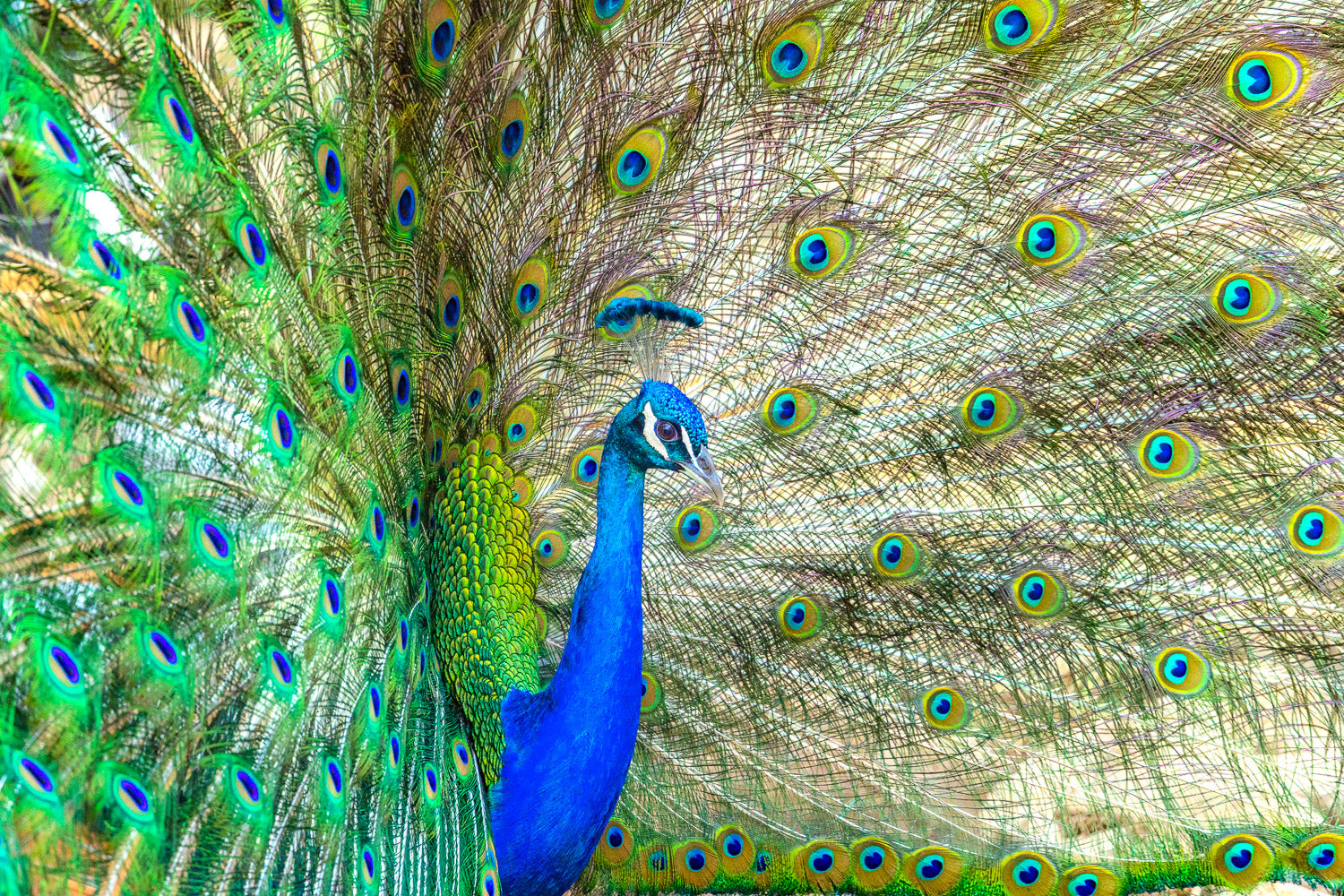 "St. Pete" - North Shore, Oahu (Peacock)