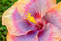 "Starburst" (Hibiscus)