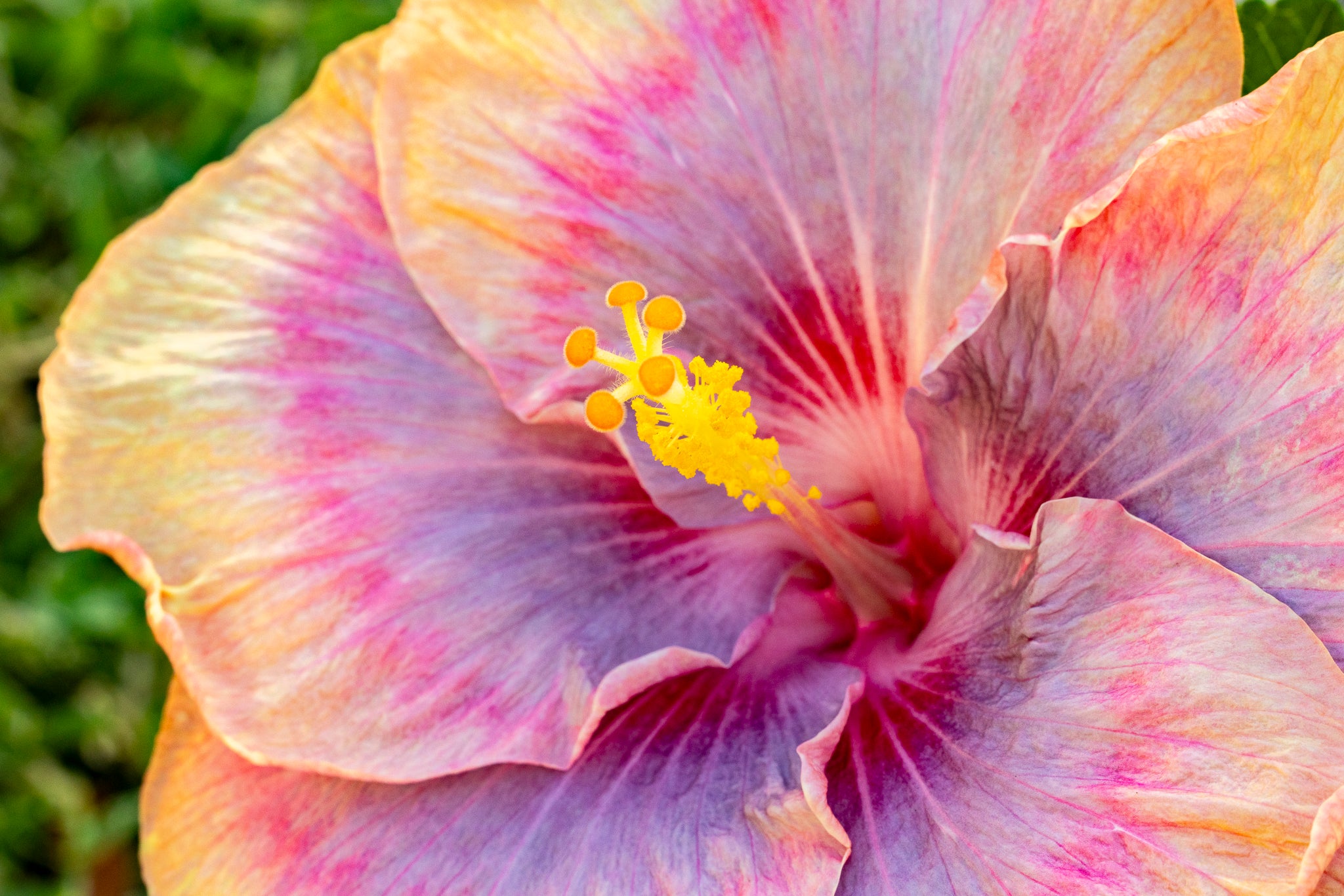 "Starburst" (Hibiscus)