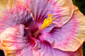 "Starburst II" (Hibiscus)