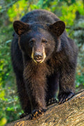"Stare" - Orr, Minnesota (Black Bear)
