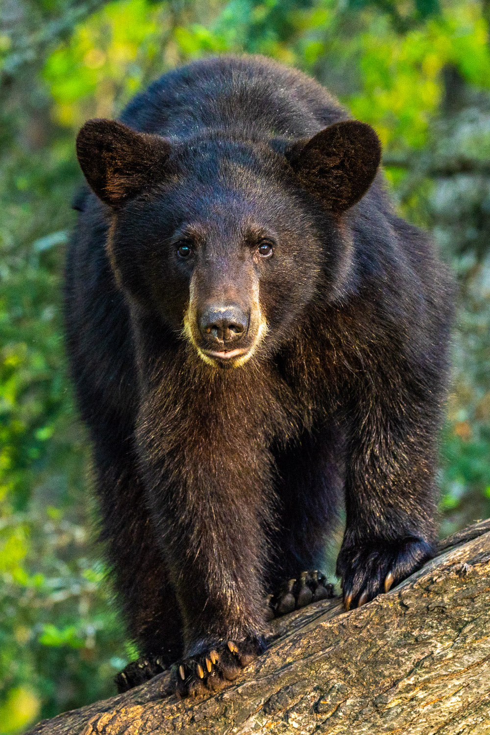 "Stare" - Orr, Minnesota (Black Bear)