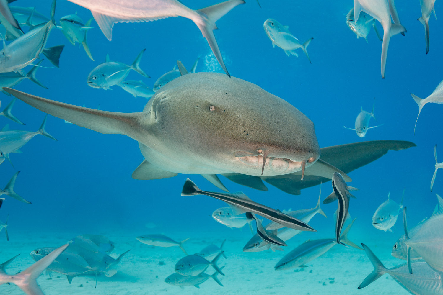 "Stat" - Bimini, The Bahamas (Nurse Shark)