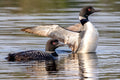 "Stretched" - Lake Vermillion, Minnesota (Common Loon)
