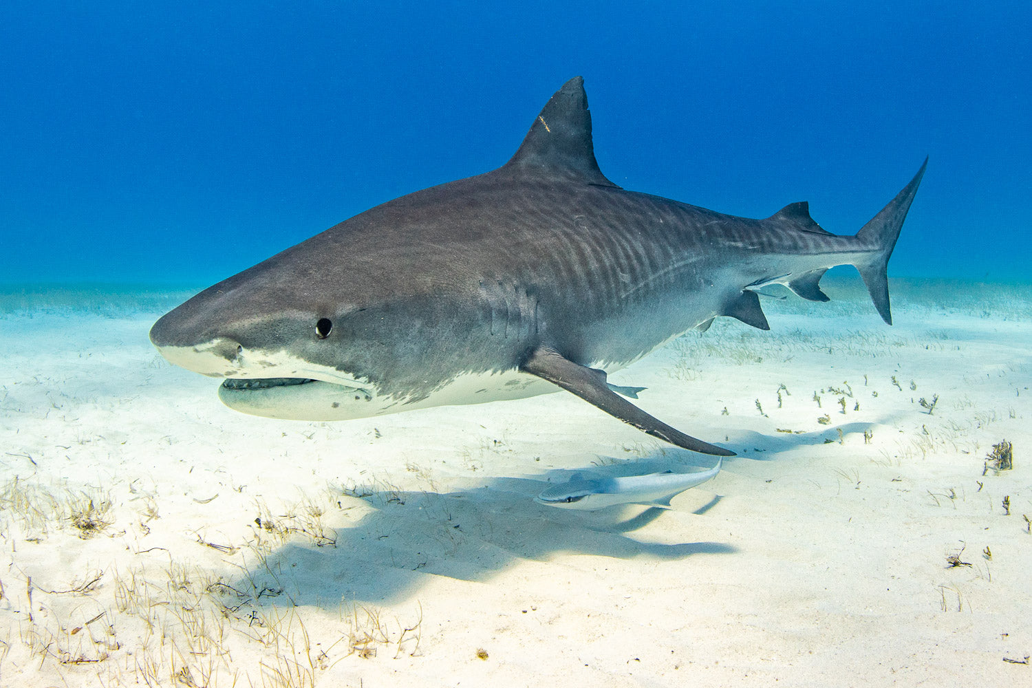 "Striper" - Tiger Beach, The Bahamas (Tiger Shark)