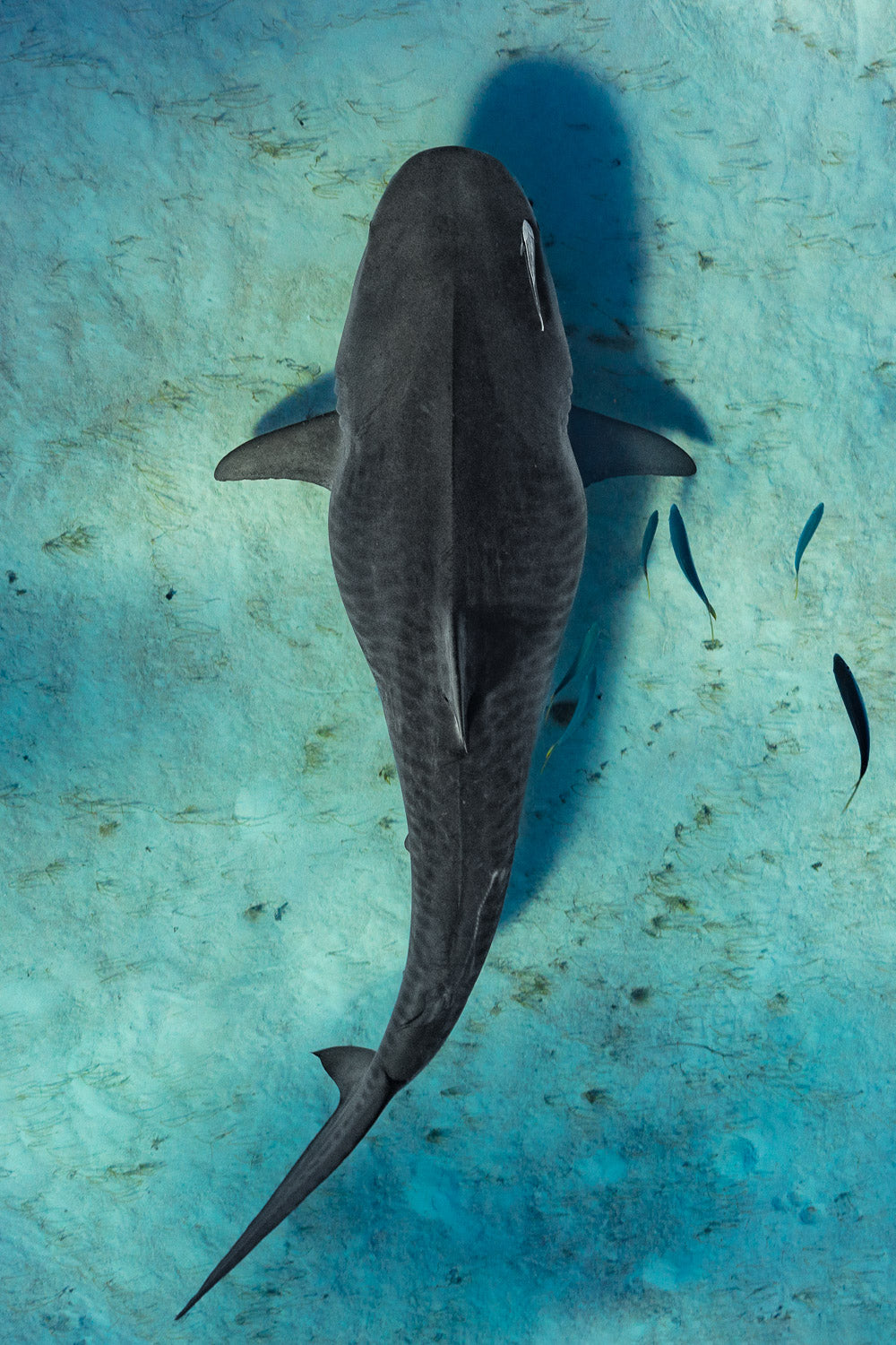 "Stripes" - Bimini, The Bahamas (Tiger Shark)