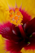 "Suave" (Hibiscus)