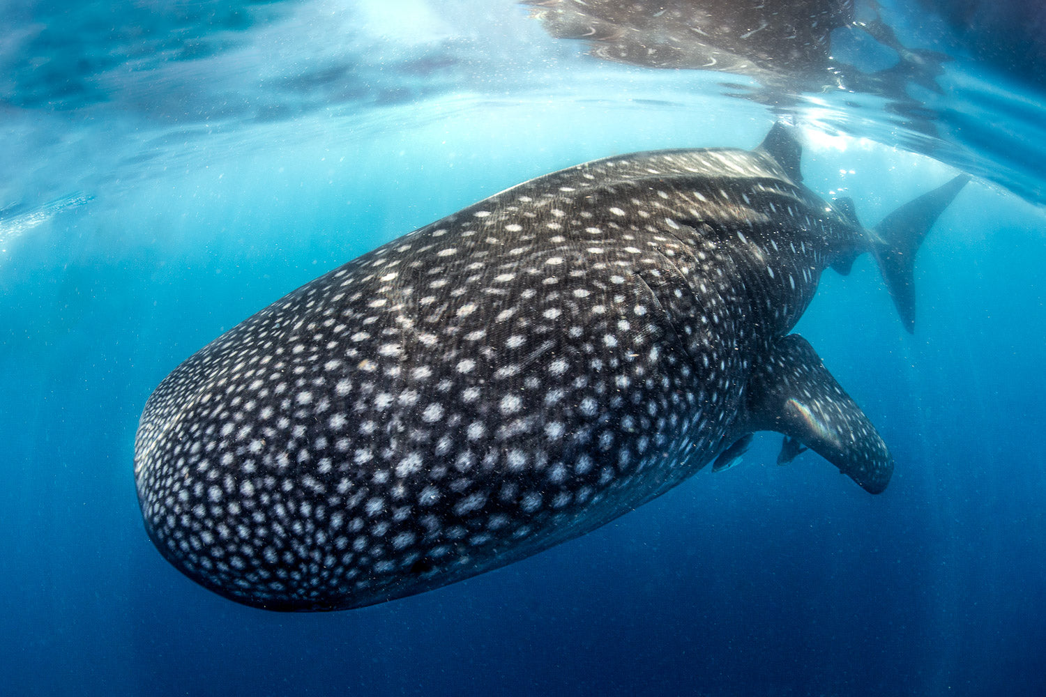 "Submariner" - Isla Mujeres, Mexico (Whale Shark)
