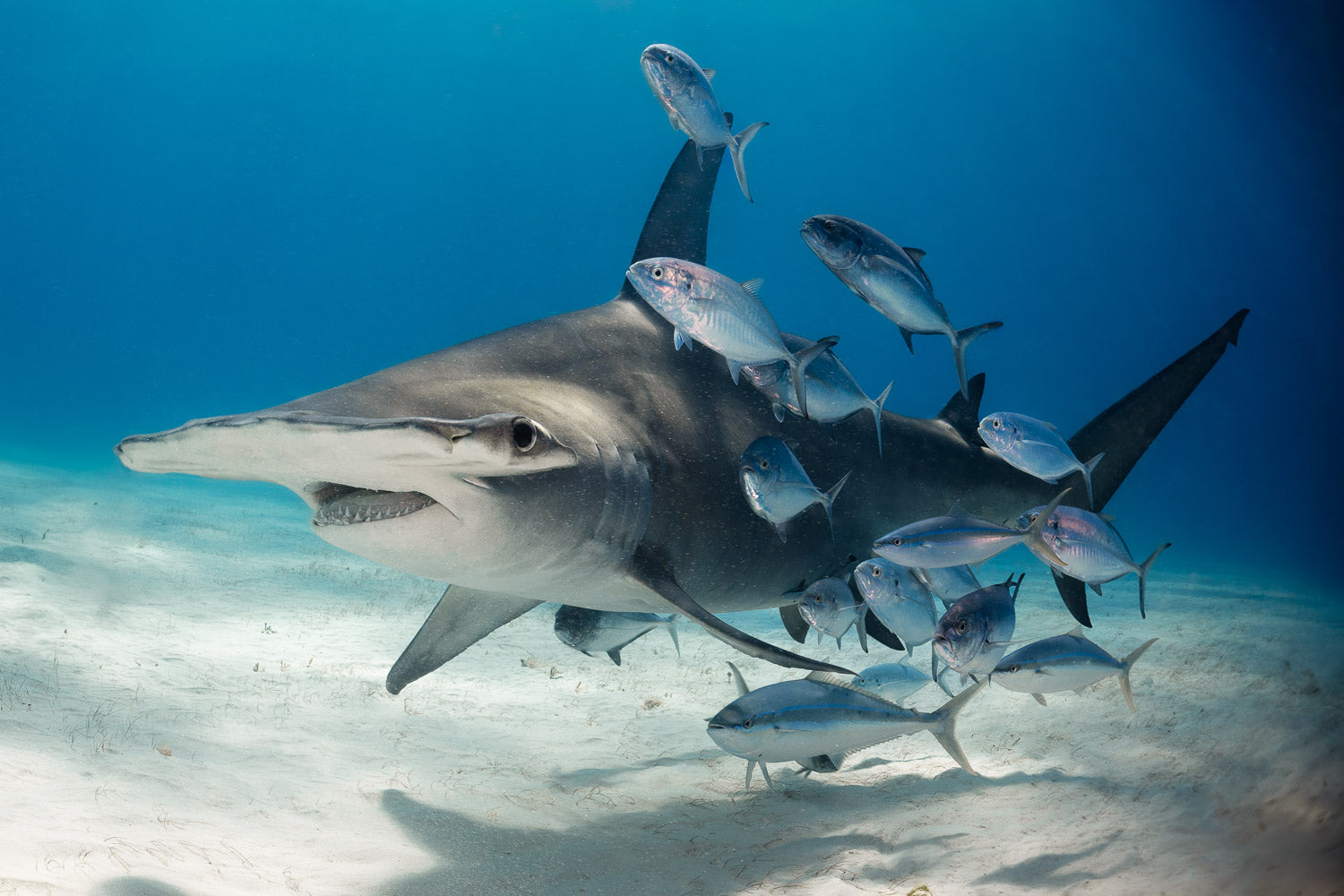 "Sunday School" (Great Hammerhead)