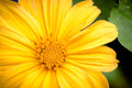 "Sunny Daze" (Mexican Sunflower)