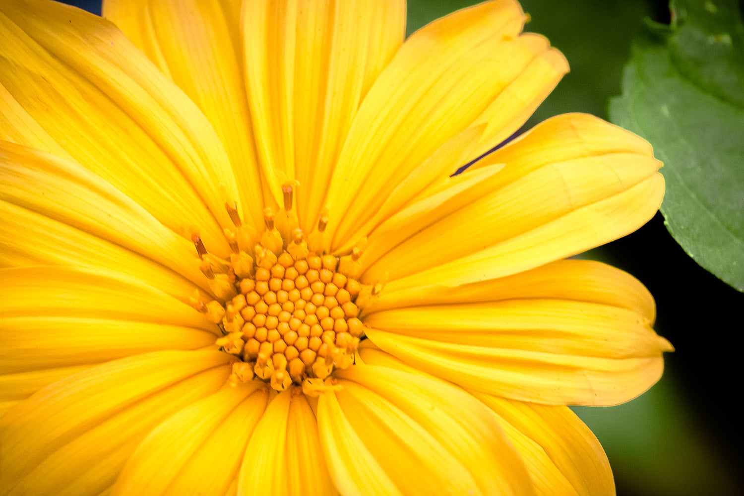 "Sunny Daze" (Mexican Sunflower)