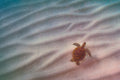 "Swim Ripples" - Haleiwa, Oahu