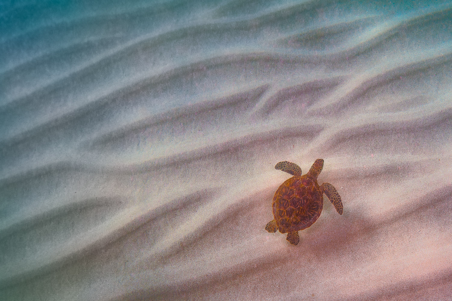 "Swim Ripples" - Haleiwa, Oahu